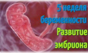 5 Недель беременности головокружение