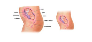 Какого размера ребенок на 21 неделе беременности