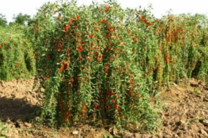 Годжи дерево выращивание