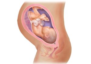 Влагалище 36 неделе беременности