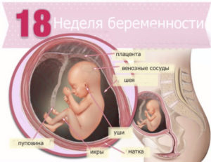 Рост ребенка на 18 недели беременности