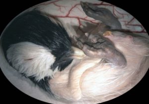 Беременность кошки 8 недель