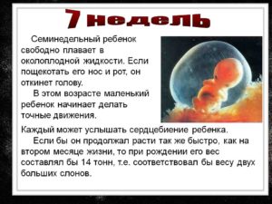Размер эмбриона в 7 недель