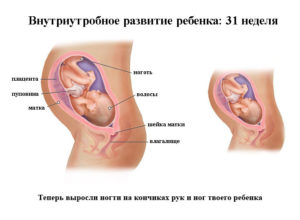 31 Неделя беременности развитие малыша