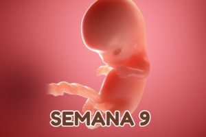 Выглядит плод 8 9 недель