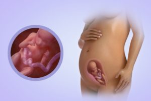 Как выглядит ребенок в 24 недели беременности