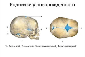 Родничок у новорожденных для чего