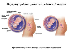 Развитие ребенка на 9 неделе беременности