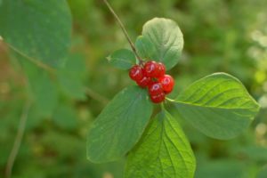 Настойка волчьих ягод