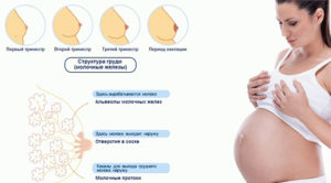 Выделения из груди на 26 неделе беременности