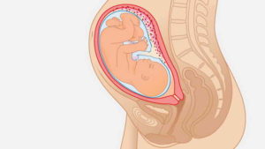 32 Неделя беременности расположение плода