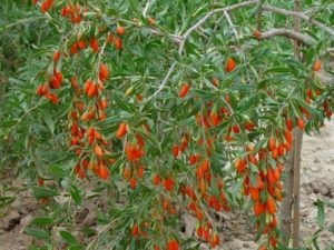 Годжи дерево выращивание