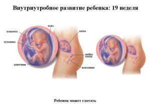 Развитие плода 19 недель беременности