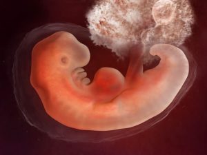 Эмбрион в 3 недели от зачатия