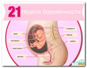 Где находится ребенок 21 неделе беременности