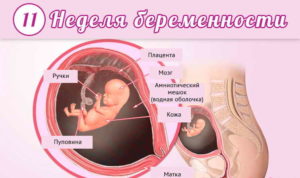 Эмбрион 11 недель размер плода