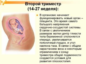 Советы при беременности второй триместр