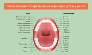 Во сколько вырастают зубы у детей