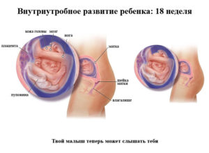 Где находится плод на 18 неделе беременности