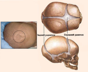 Родничок у новорожденных для чего