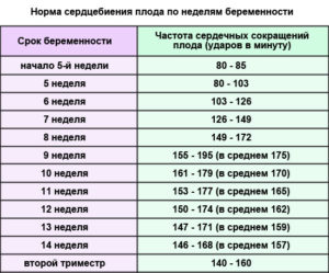 Пульс 12 неделе беременности