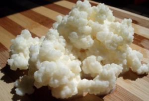 Как растить молочный гриб?