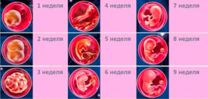 Что происходит в первые две недели беременности