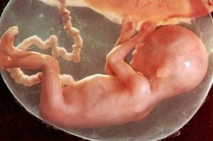 19 недель акушерских беременности