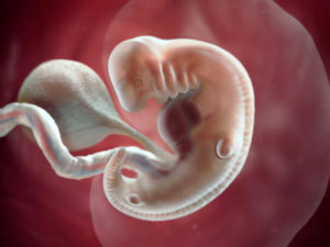 Развитие ребенка 5 6 недель беременности