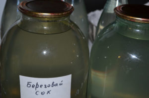 Приготовление березового сока в домашних условиях