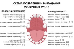 Со скольки месяцев у детей растут зубы