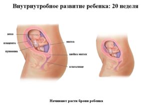 Расположение ребенка 20 неделе беременности