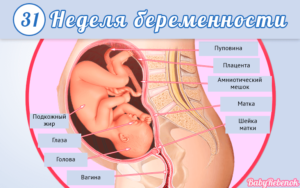 31 Неделя беременности что происходит с малышом