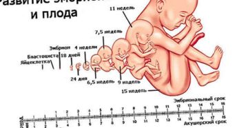 Акушерские и эмбриональные недели беременности Акушерские и эмбриональные недели беременности