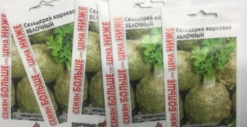 Яблочный сельдерей отзывы Яблочный сельдерей отзывы