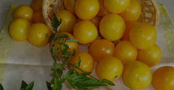 Можно ли кормящим желтые помидоры? Можно ли кормящим желтые помидоры?