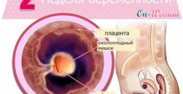 Как выглядит беременность в 2 недели Как выглядит беременность в 2 недели