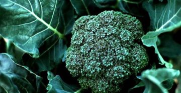 Брокколи калабрезе отзывы Брокколи калабрезе отзывы