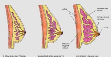 Перестала болеть грудь первых неделях беременности