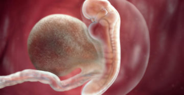 2 5 Недели зачатия 2 5 Недели зачатия