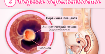 Ощущения на 2 неделе беременности от зачатия Ощущения на 2 неделе беременности от зачатия