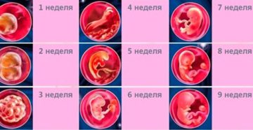 На 3 недели беременности что происходит На 3 недели беременности что происходит