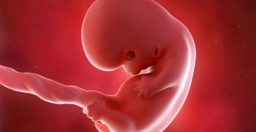 8 Неделя беременности от зачатия что происходит