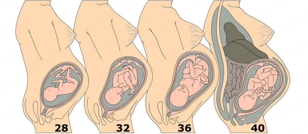 Размер плода 40 неделе беременности