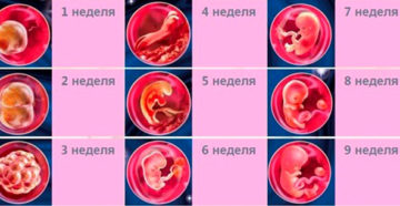 Первые три недели беременности что происходит