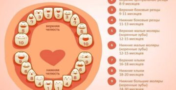 Во сколько месяцев вылезают зубы у детей Во сколько месяцев вылезают зубы у детей