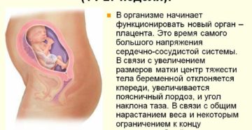 Советы при беременности второй триместр