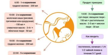 Как кормить ребенка в 6 мес?