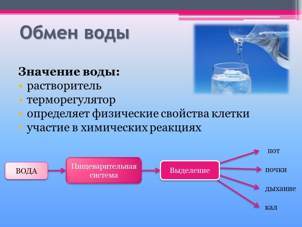 Роль воды в обмене веществ и энергии