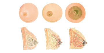 Грудь 2 неделе беременности